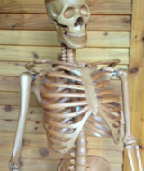 Book an Appointment with Dr. Ron Norman at Pacific Rim Chiropractic Ucluelet