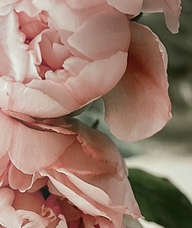 Book an Appointment with Mother's Day Salt Bath & High Tea for Limited Time Only Services